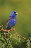 Blue Grosbeak